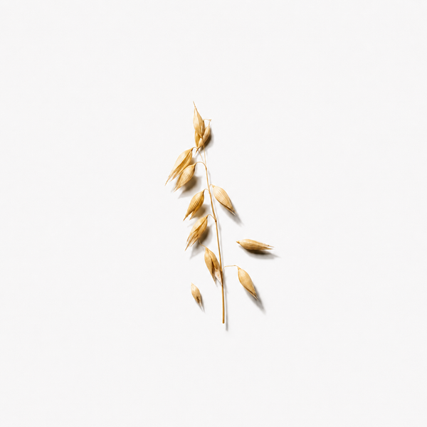 Lait d’avoine